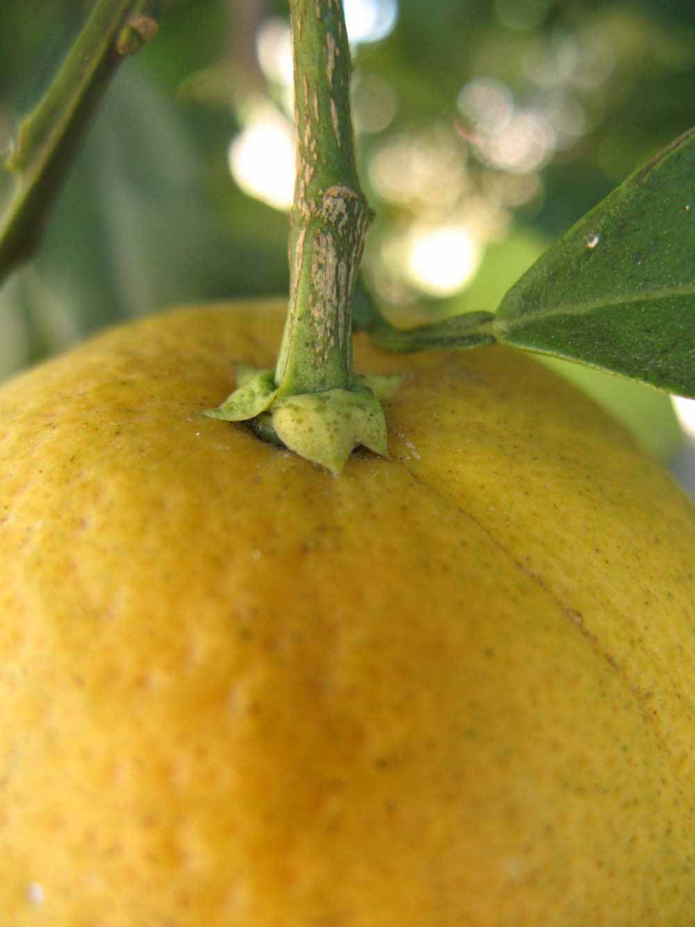              Fruit (Winter Haven, FL)       